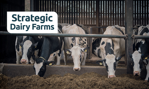 cows eating silage at bentley ford farm
